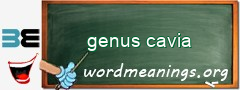 WordMeaning blackboard for genus cavia
